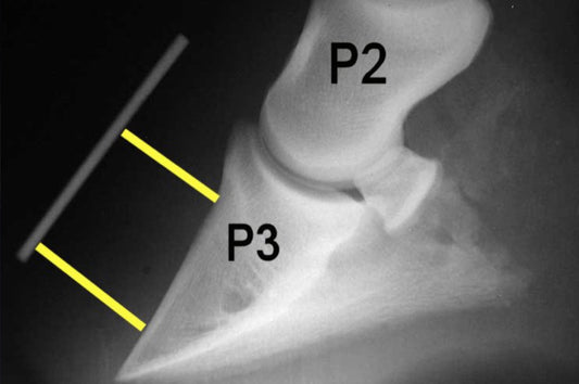 Laminitis